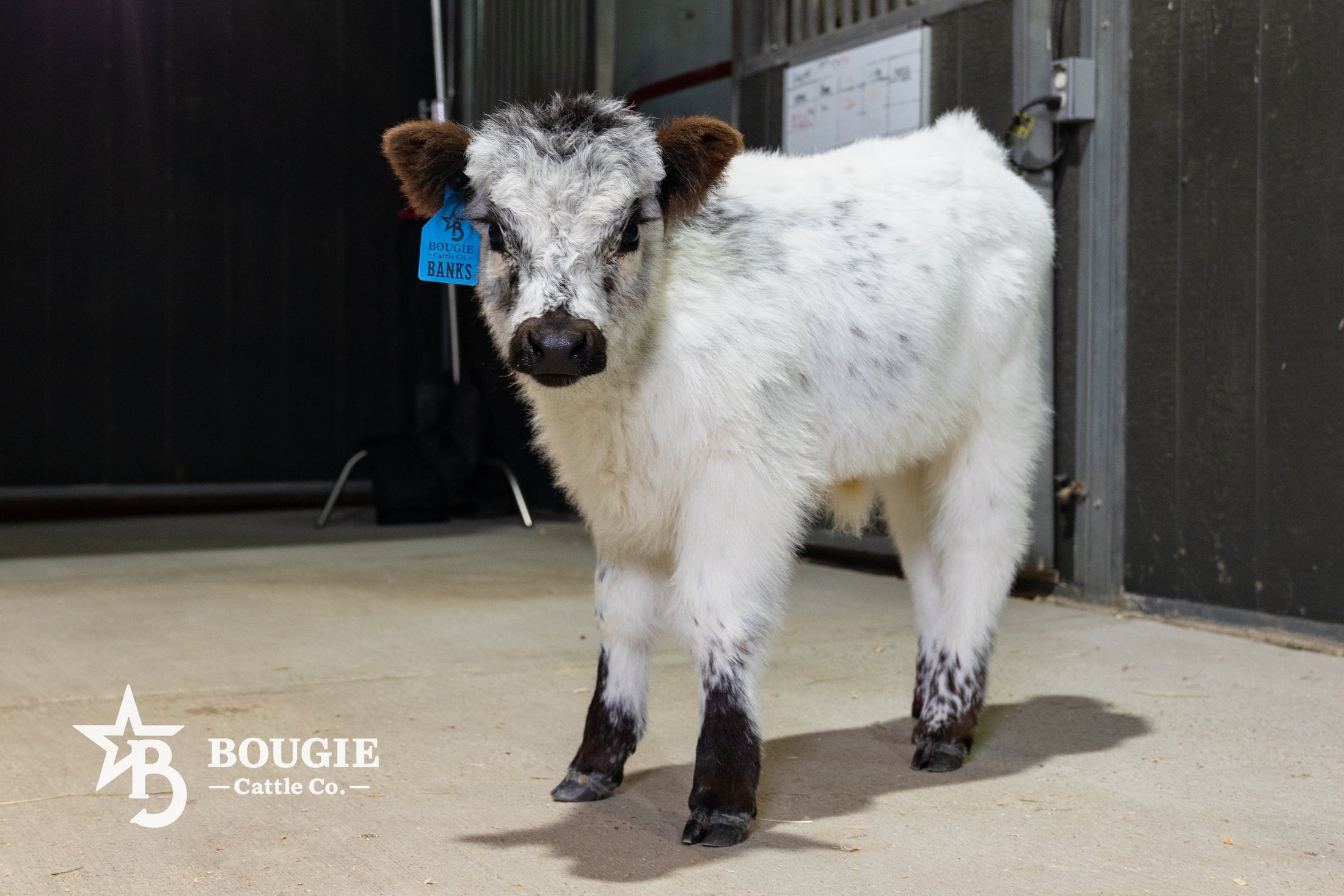 Banks – Mid High-Park Bull/Steer