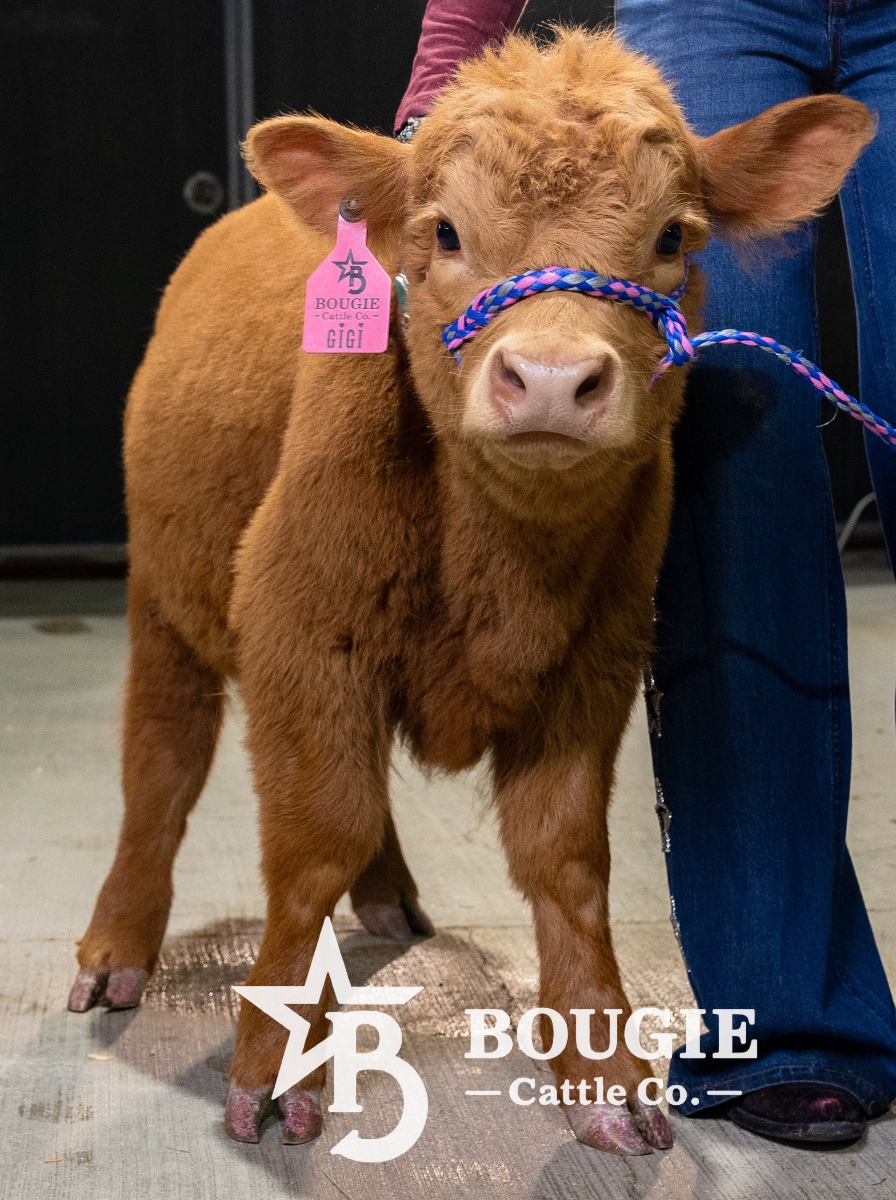 Gigi – Polled Mini/Mid Heifer