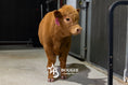 Load image into Gallery viewer, Gigi – Polled Mini/Mid Heifer

