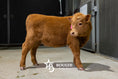 Load image into Gallery viewer, Gigi – Polled Mini/Mid Heifer
