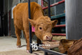 Load image into Gallery viewer, Gigi – Polled Mini/Mid Heifer

