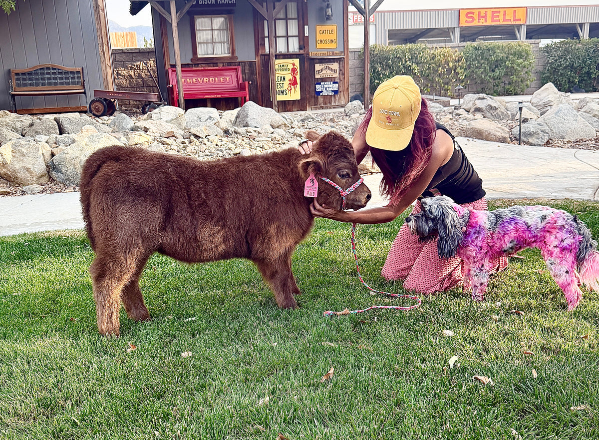 Halo - Micro/Mini Polled Heifer