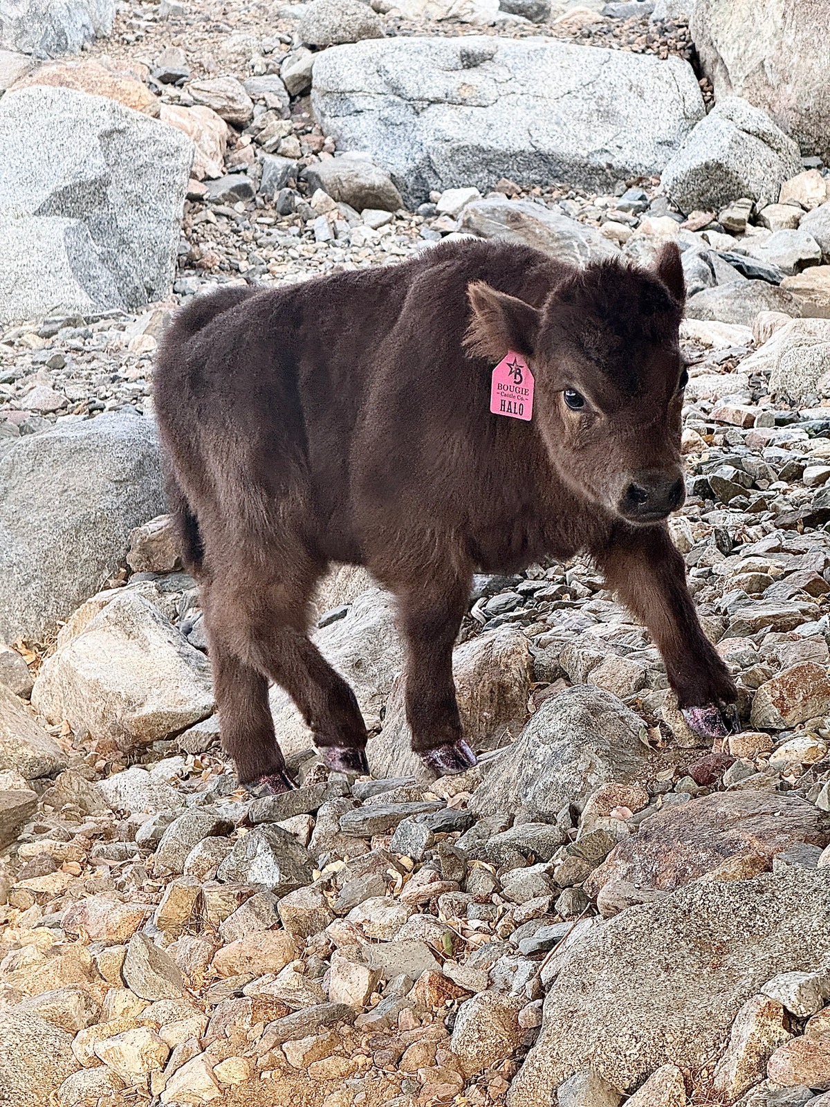 Halo - Micro/Mini Polled Heifer