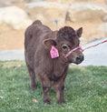 Load image into Gallery viewer, Halo - Micro/Mini Polled Heifer
