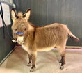 Load image into Gallery viewer, Cookie - Mini Jennet Donkey ($10,000)
