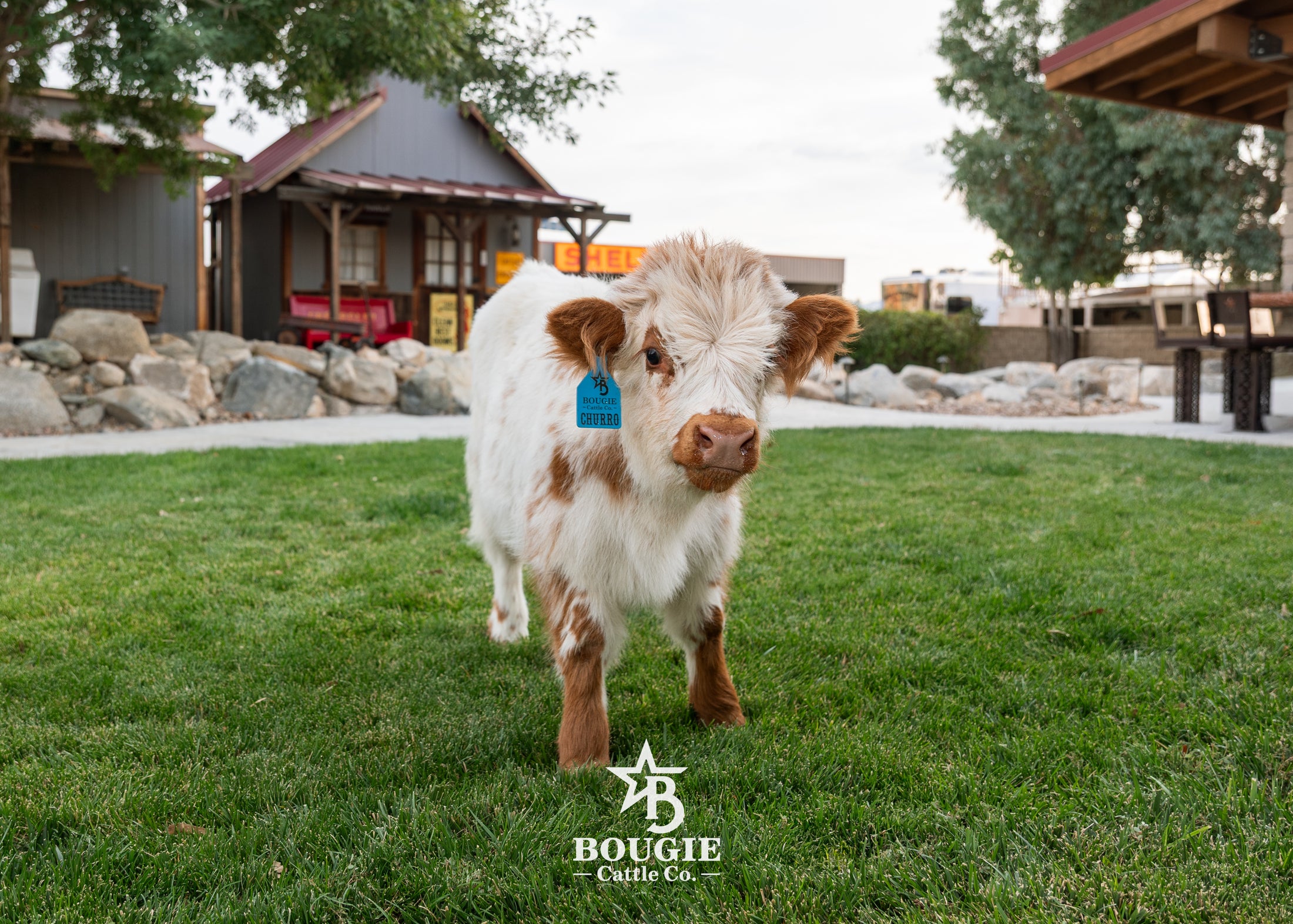 Churro - WEANED Mid Size Bull/Steer