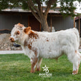 Load image into Gallery viewer, Churro - WEANED Mid Size Bull/Steer
