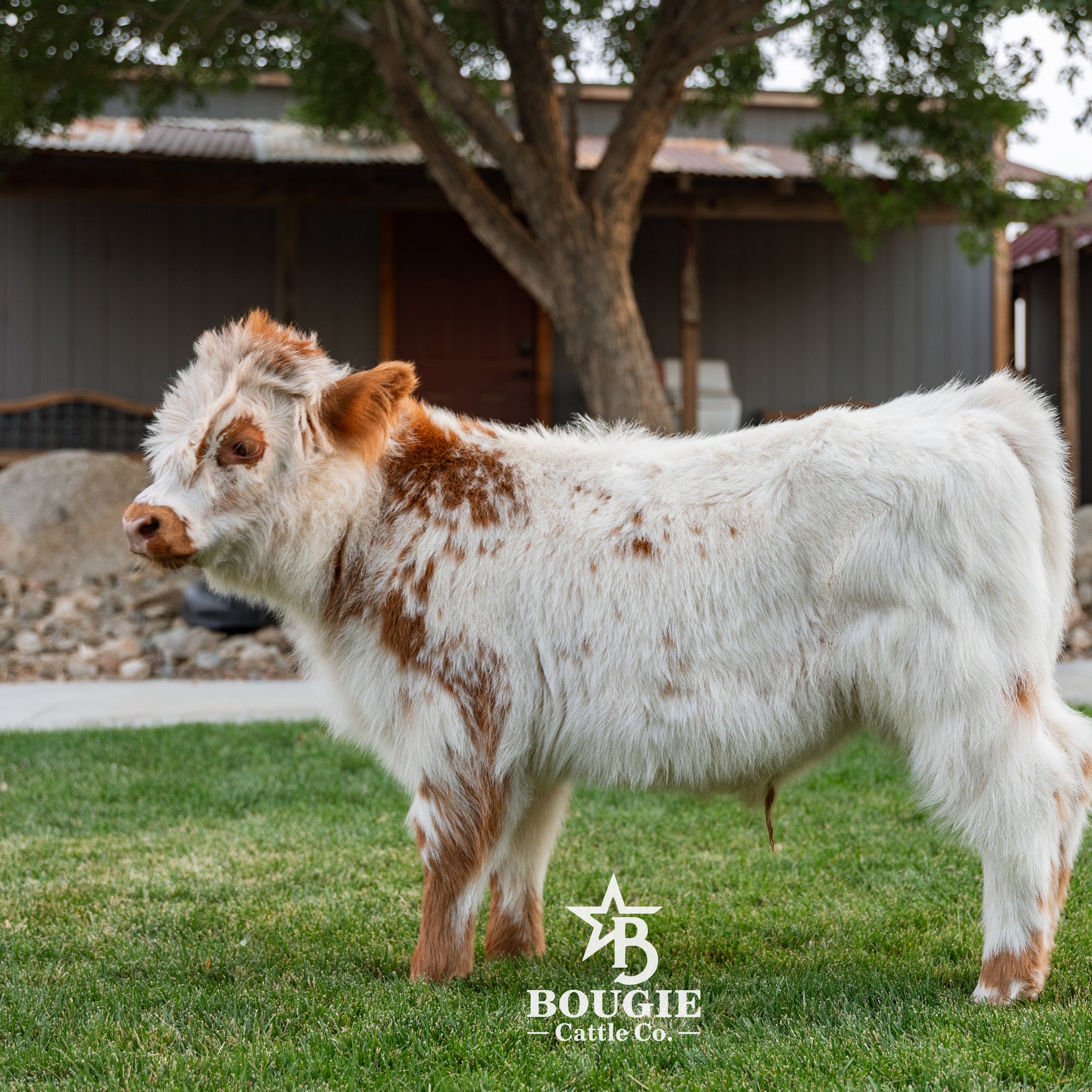 Churro - WEANED Mid Size Bull/Steer
