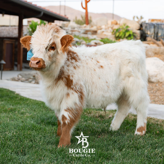 Churro - WEANED Mid Size Bull/Steer