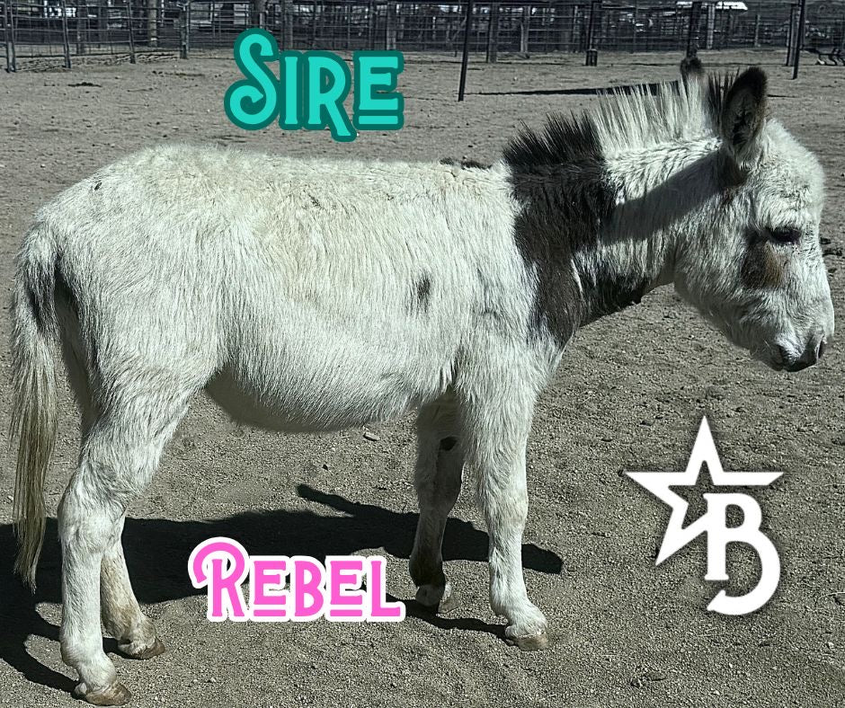 Cookie - Mini Jennet Donkey ($10,000)