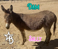 Load image into Gallery viewer, Cookie - Mini Jennet Donkey ($10,000)
