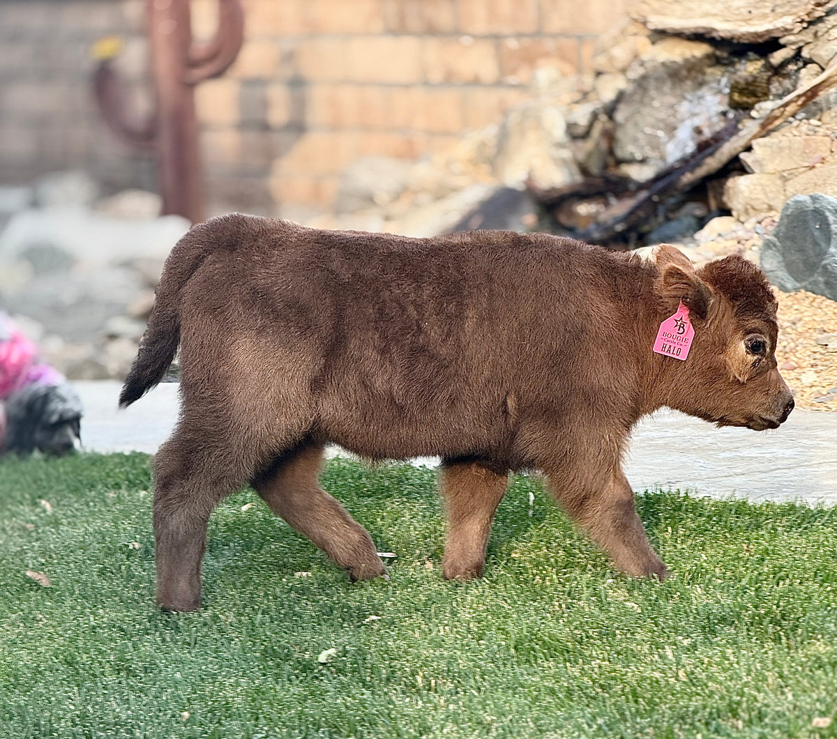 Halo - Micro/Mini Polled Heifer