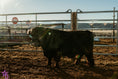 Load image into Gallery viewer, Trucker Coal -Mini Virgin Dehorned  Bull $8000.00
