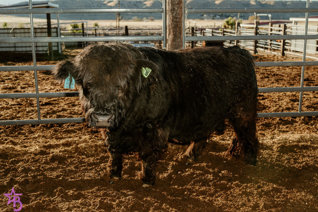 Trucker Coal -Mini Virgin Dehorned  Bull $8000.00