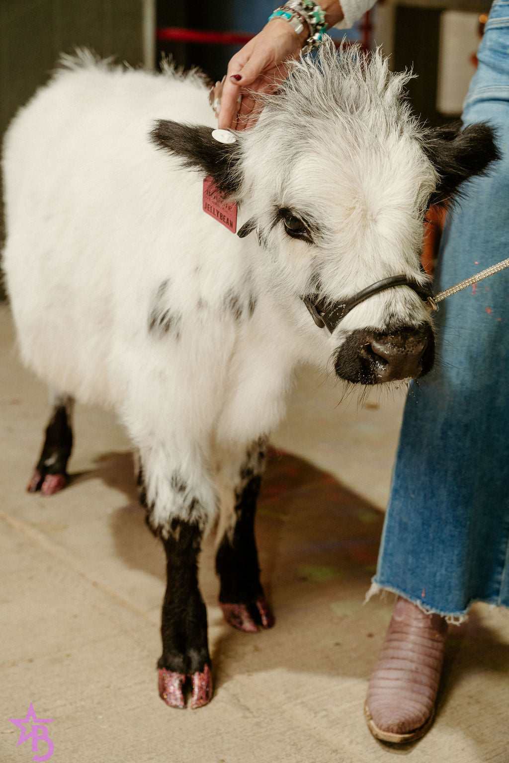 Jellybean- WEANED Polled Mini/Mid Size Heifer $15,000.00