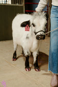 Load image into Gallery viewer, Jellybean- WEANED Polled Mini/Mid Size Heifer $15,000.00
