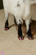 Load image into Gallery viewer, Jellybean- WEANED Polled Mini/Mid Size Heifer $15,000.00
