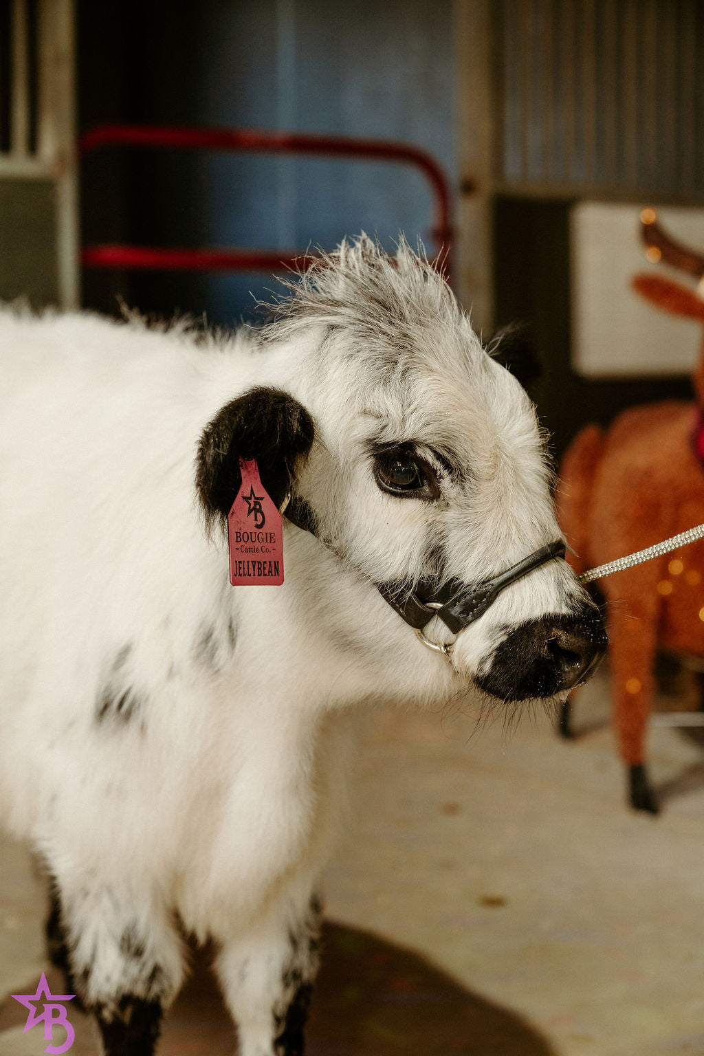 Jellybean- WEANED Polled Mini/Mid Size Heifer $15,000.00