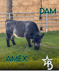 Load image into Gallery viewer, Halo - Micro/Mini Polled Heifer
