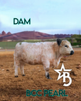 Load image into Gallery viewer, Skye - Mid-Size • Polled Heifer
