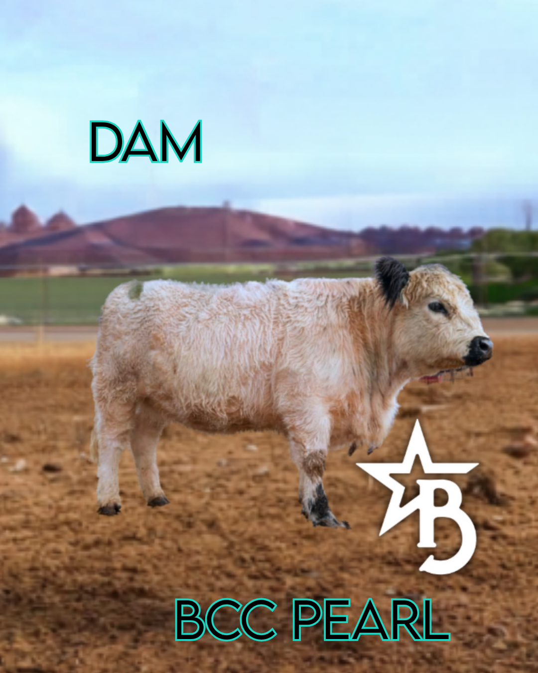 Skye - Mid-Size • Polled Heifer