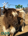 Load image into Gallery viewer, Iconic Ivy - Micro/Mini Heifer
