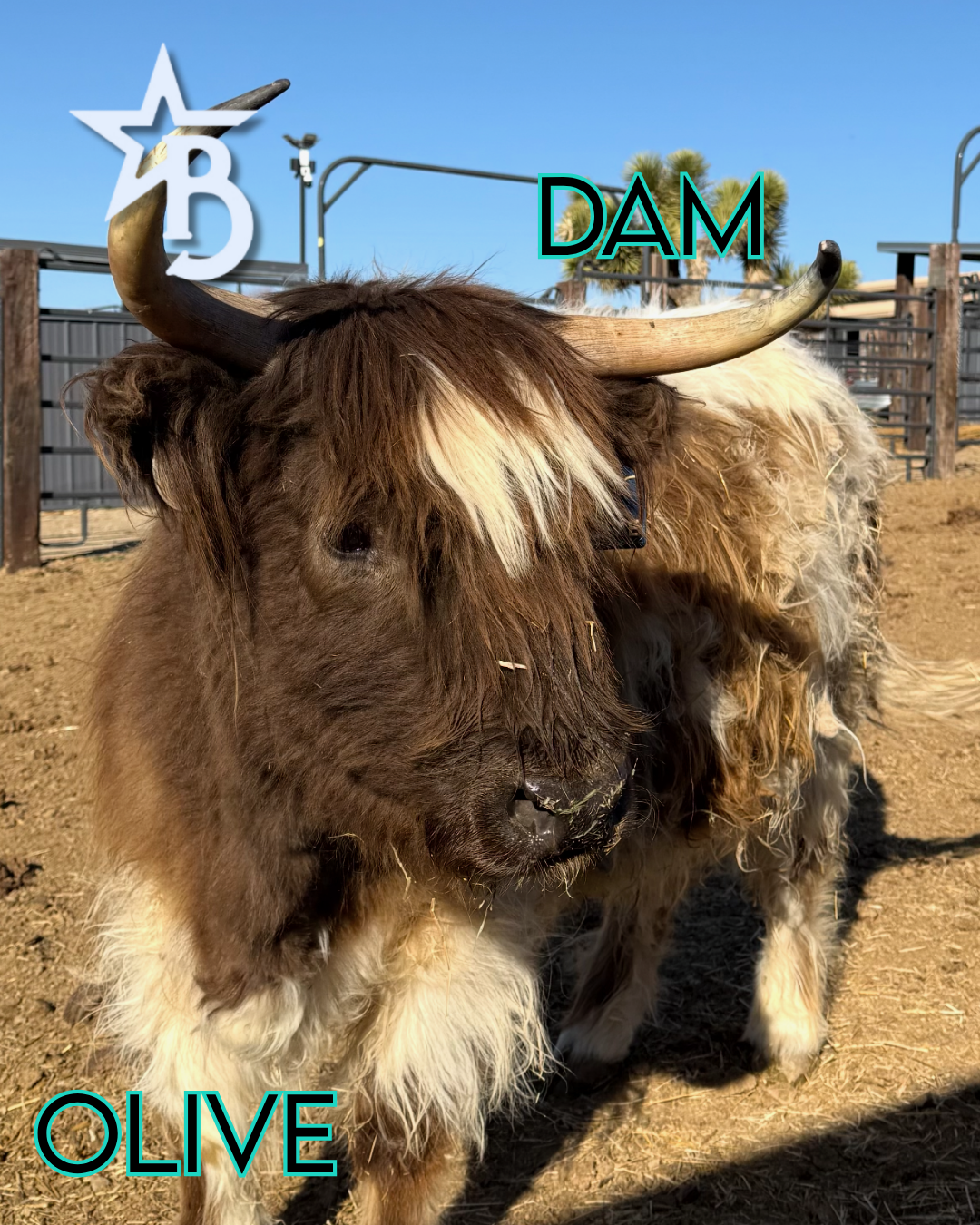 Iconic Ivy - Micro/Mini Heifer