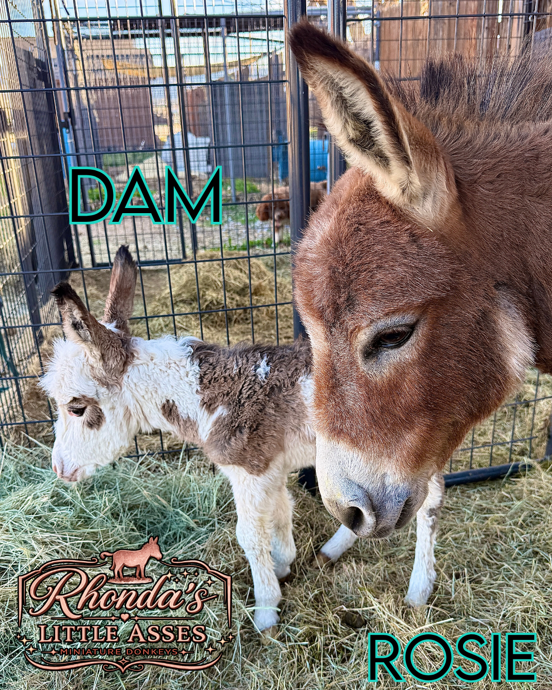 Sweet Pea - WEANED Micro/Mini Paint Jeanette Donkey