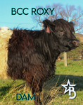 Load image into Gallery viewer, Ozzie 2.0 - WEANED Mid-Size High Park Steer
