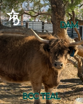 Load image into Gallery viewer, Churro - WEANED Mid Size Bull/Steer
