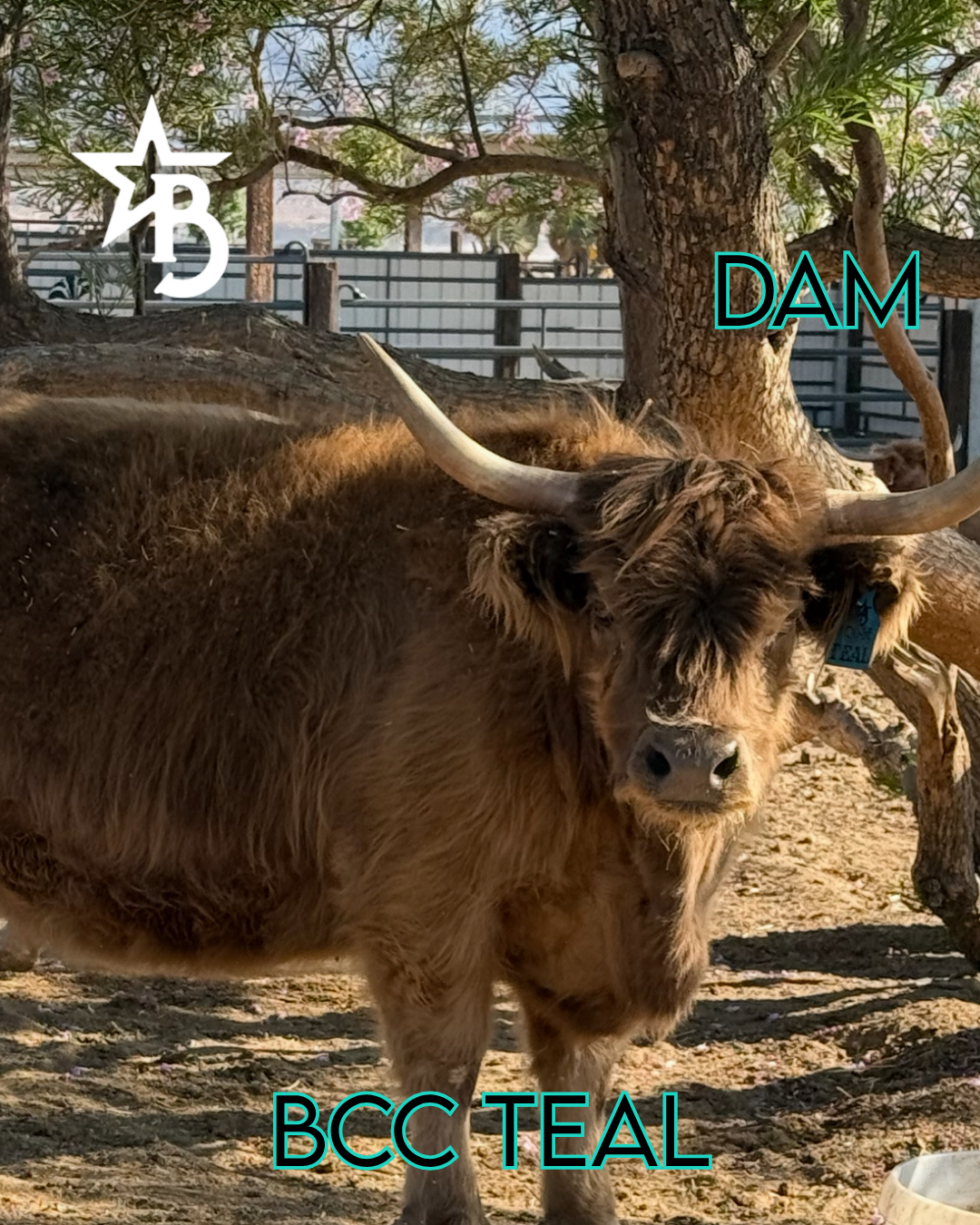 Churro - WEANED Mid Size Bull/Steer