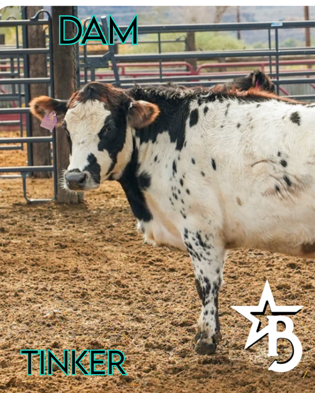 Bucky - Micro/Mini Weaned Polled Steer