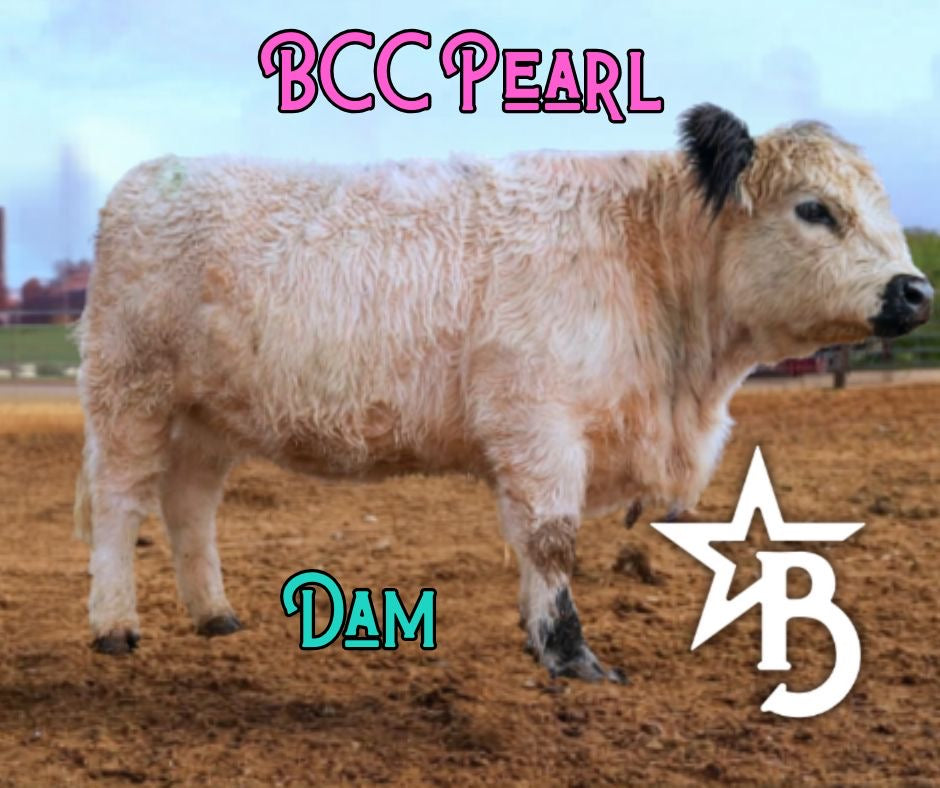 Barbie – Micro/Mini High-Park Heifer