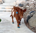 Load image into Gallery viewer, Bucky - Micro/Mini Weaned Polled Steer
