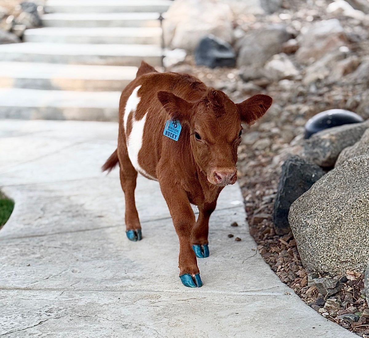 Bucky - Micro/Mini Weaned Polled Steer