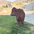 Load image into Gallery viewer, Halo - Micro/Mini Polled Heifer
