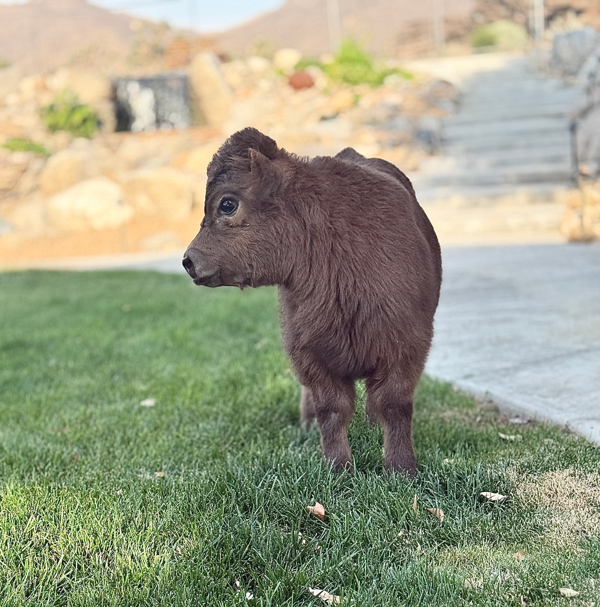 Halo - Micro/Mini Polled Heifer