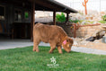 Load image into Gallery viewer, Halo - Micro/Mini Polled Heifer
