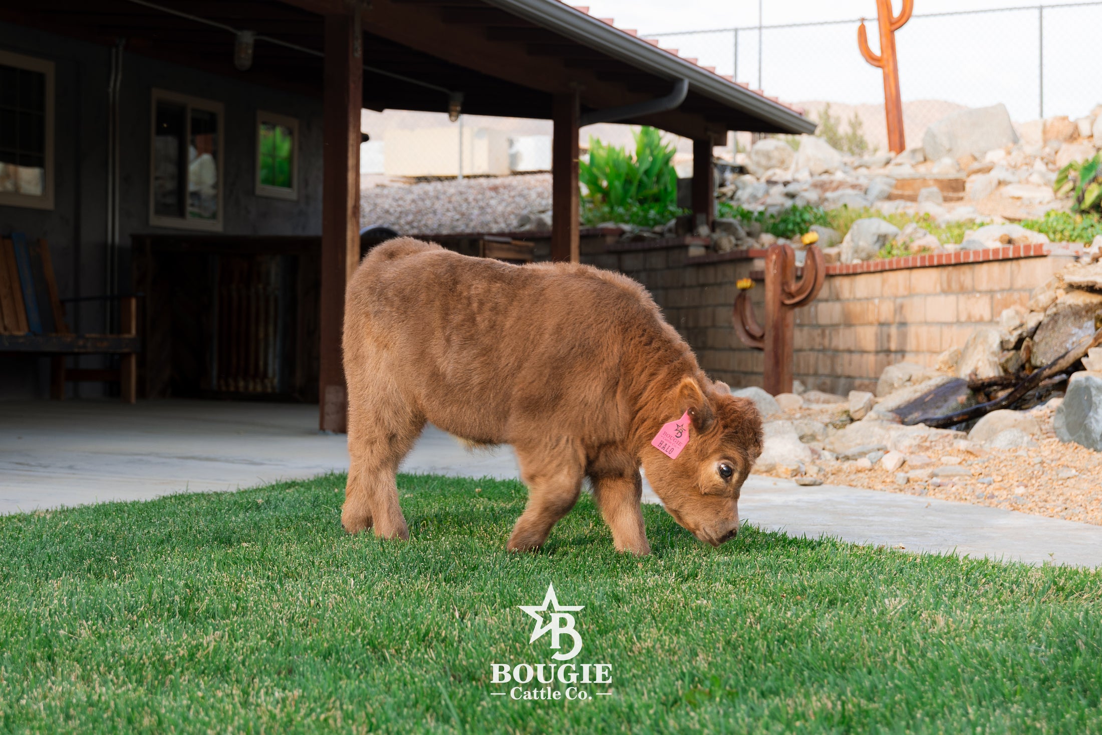 Halo - Micro/Mini Polled Heifer