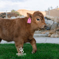 Load image into Gallery viewer, Halo - Micro/Mini Polled Heifer
