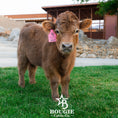 Load image into Gallery viewer, Halo - Micro/Mini Polled Heifer
