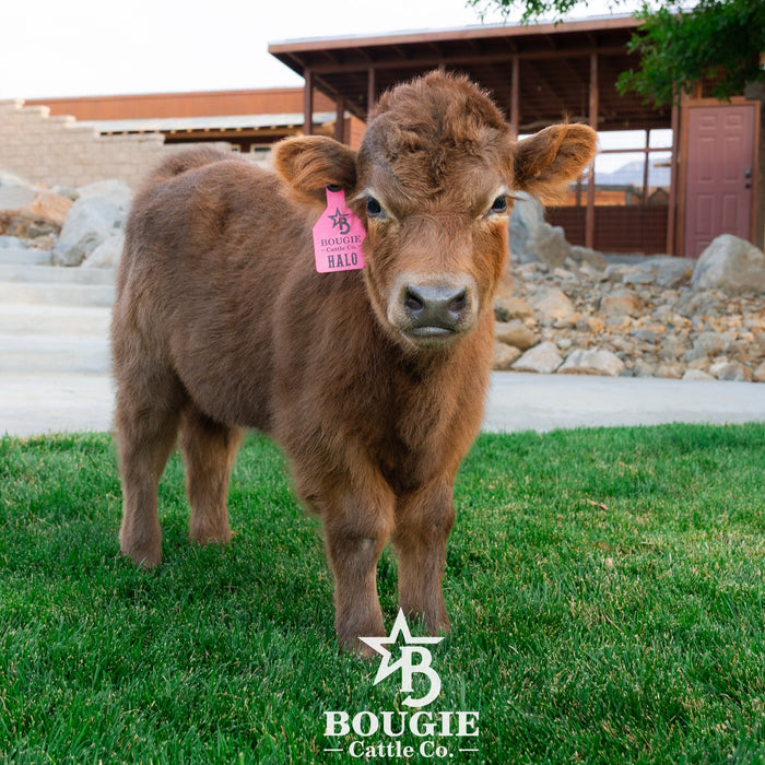 Halo - Micro/Mini Polled Heifer
