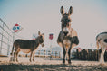 Load image into Gallery viewer, One Hour Ranch Tour
