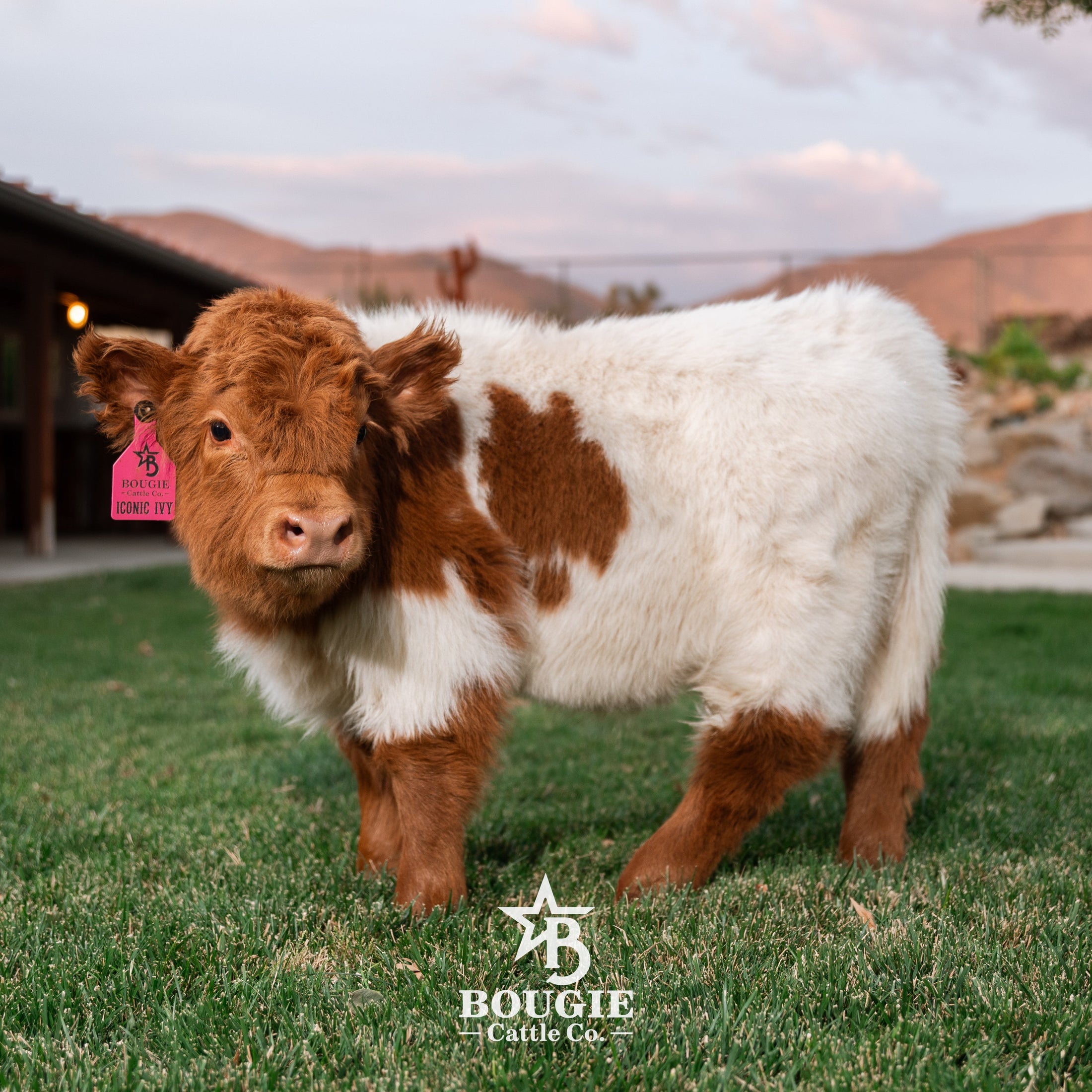 Iconic Ivy - Micro/Mini Heifer