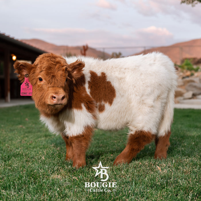Iconic Ivy - Micro/Mini Heifer