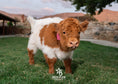 Load image into Gallery viewer, Iconic Ivy - Micro/Mini Heifer
