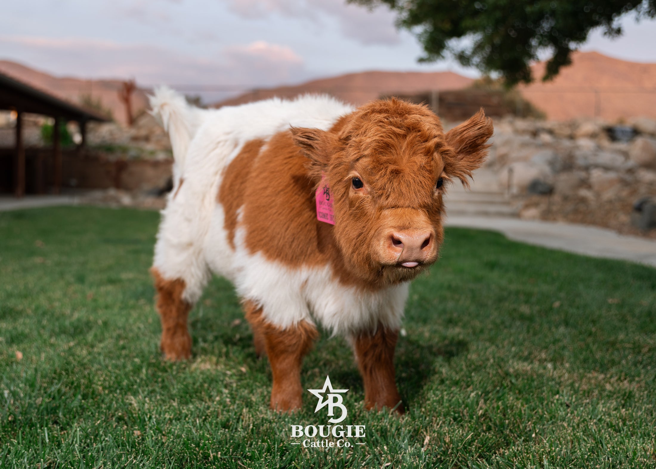 Iconic Ivy - Micro/Mini Heifer