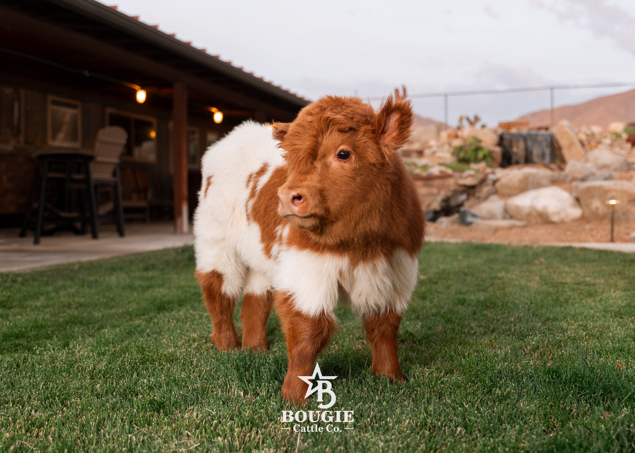 Iconic Ivy - Micro/Mini Heifer