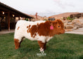 Load image into Gallery viewer, Iconic Ivy - Micro/Mini Heifer
