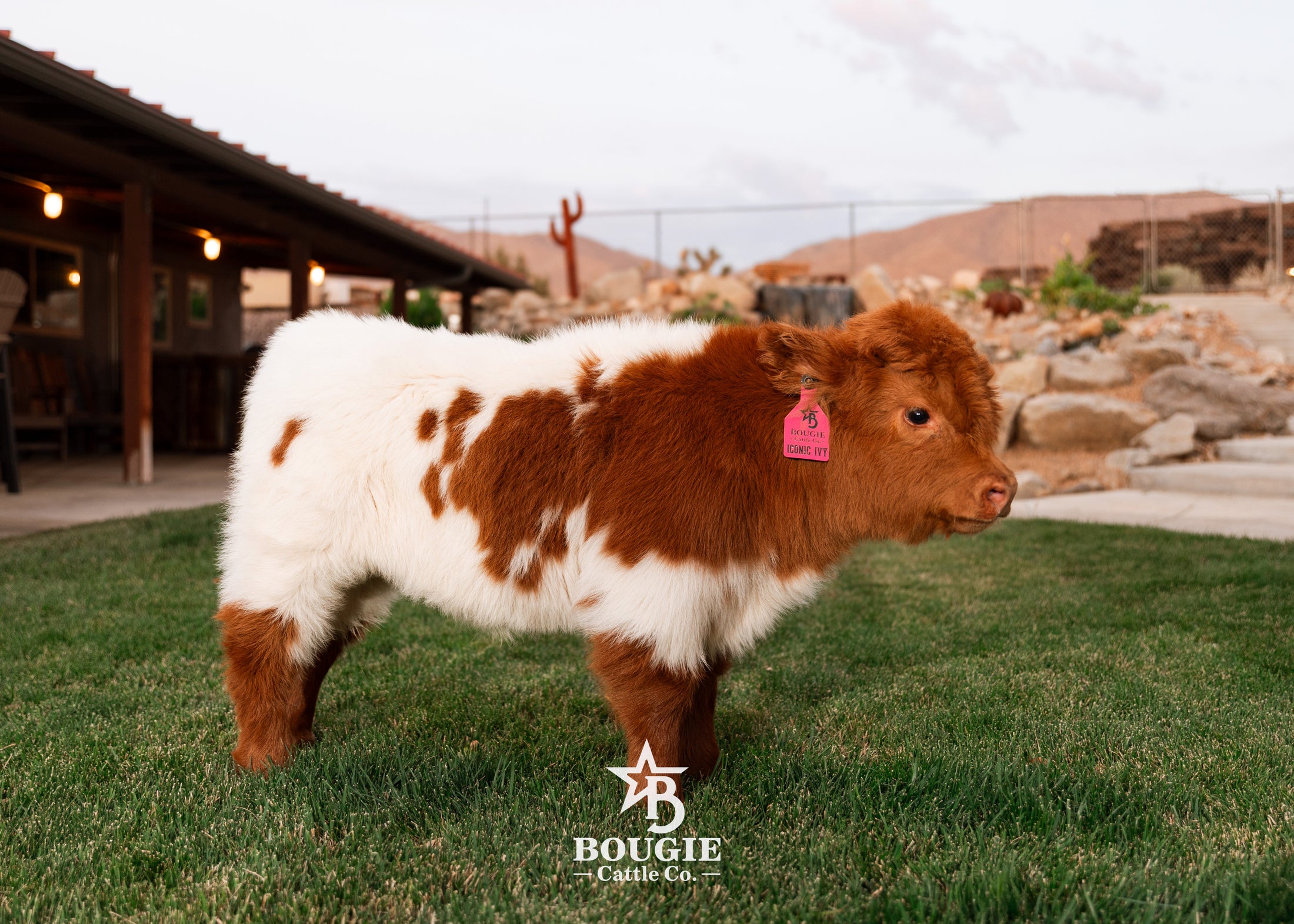 Iconic Ivy - Micro/Mini Heifer